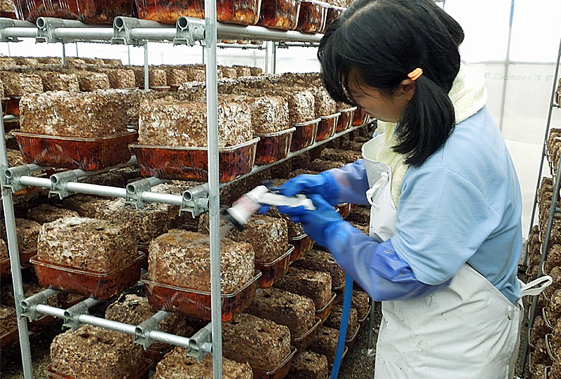 菌床椎茸の生産（ココロ農園）