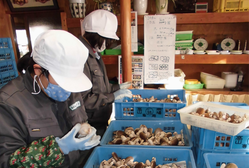 菌床椎茸の生産（ココロ農園）